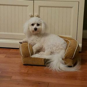 Meet your Posher, Libby